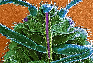 《艾尔登法环》限定版宣传片 观赏玛莲妮亚手办